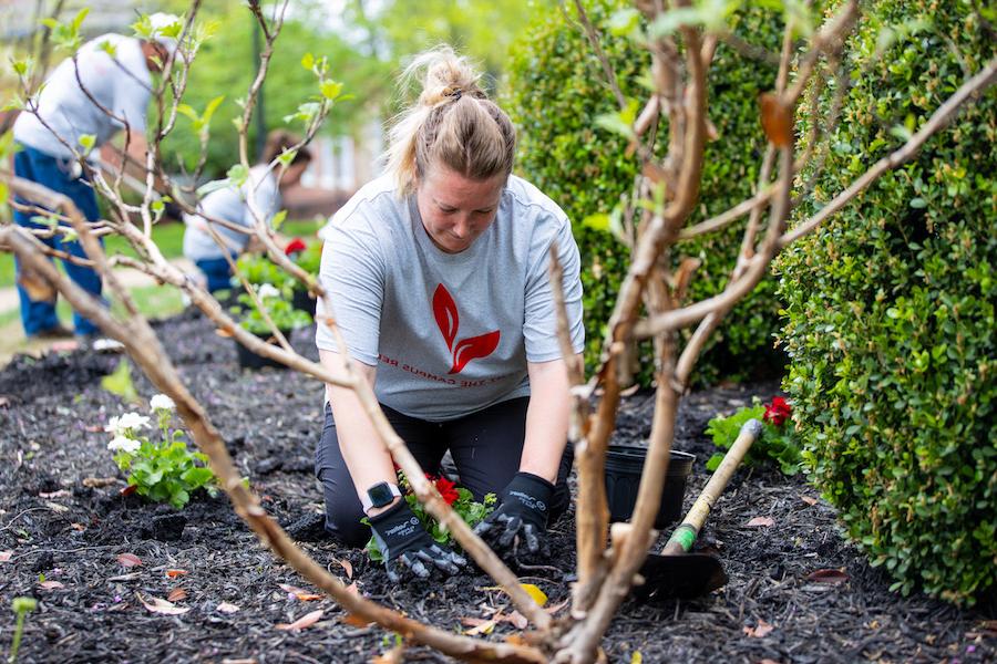 Austin Peay’s 23rd annual Plant the Campus Red brightened up the University on Thursday, April 21, with about 10 teams of faculty, staff, students and community members volunteering to plant flowers, trees and shrubs across campus.